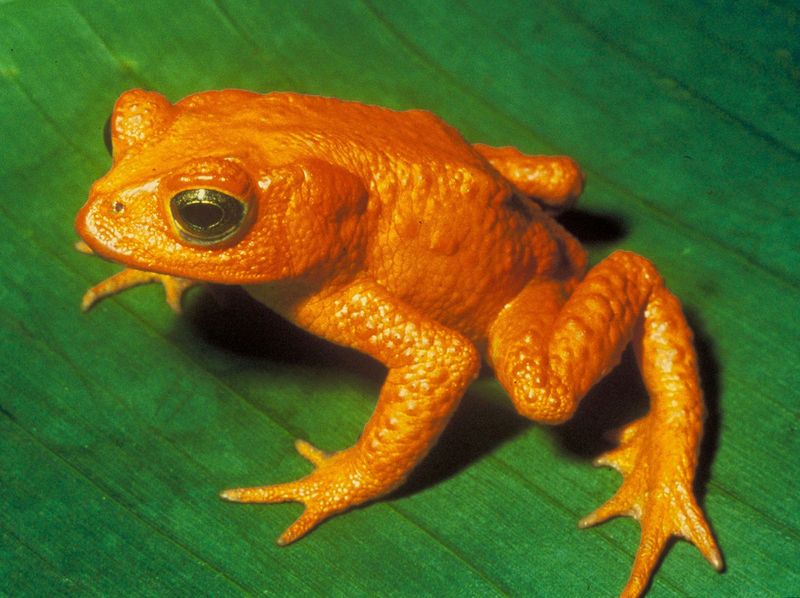 Golden Toad