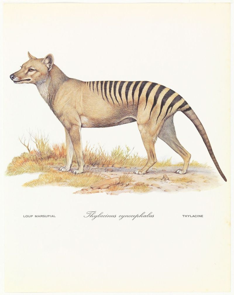 Tasmanian Tiger (Thylacine)