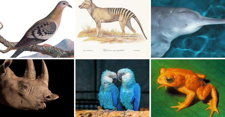 Animals We Saw Growing Up That Are Now Extinct