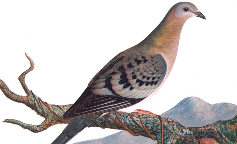 Passenger Pigeon