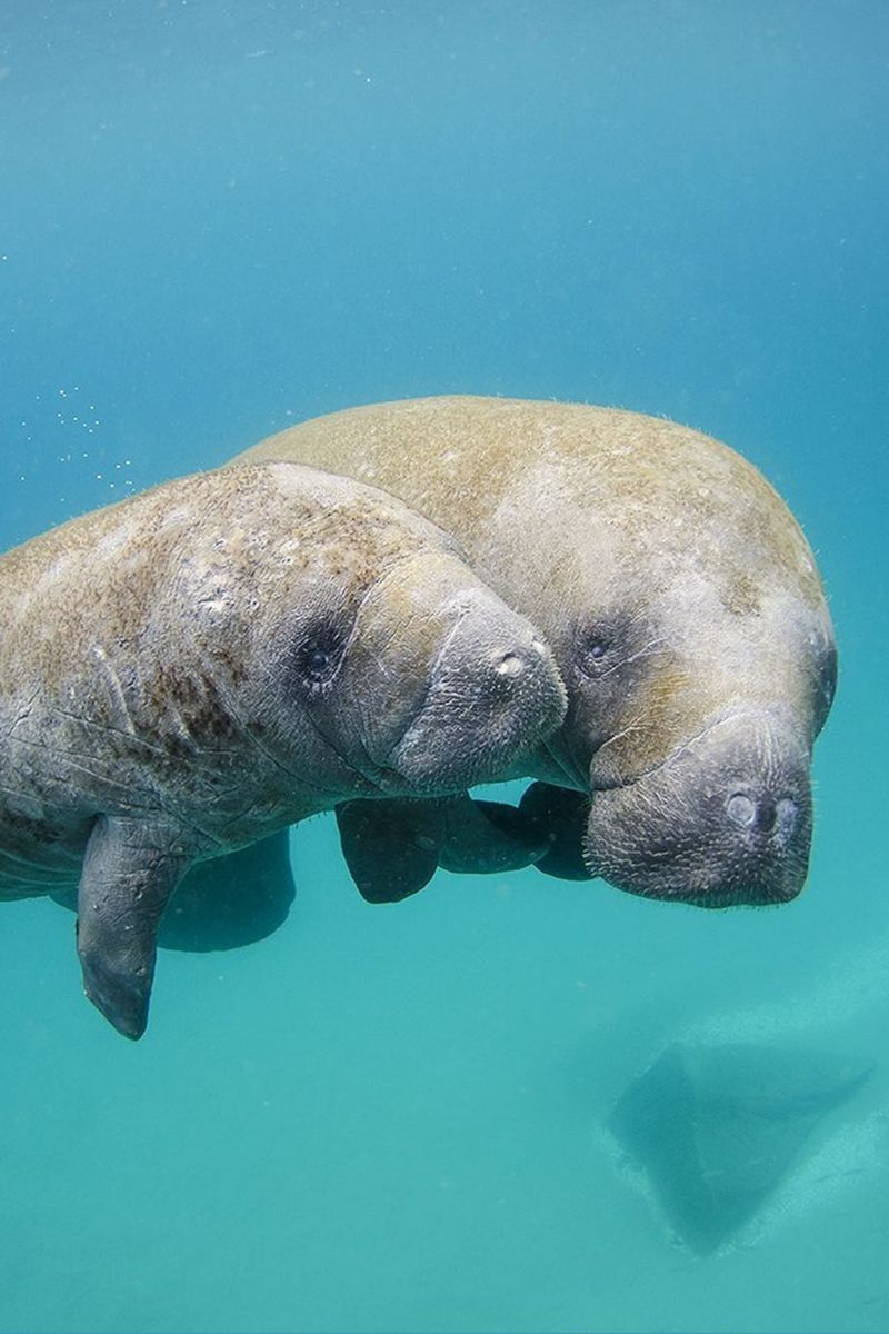 Stellar's Sea Cow