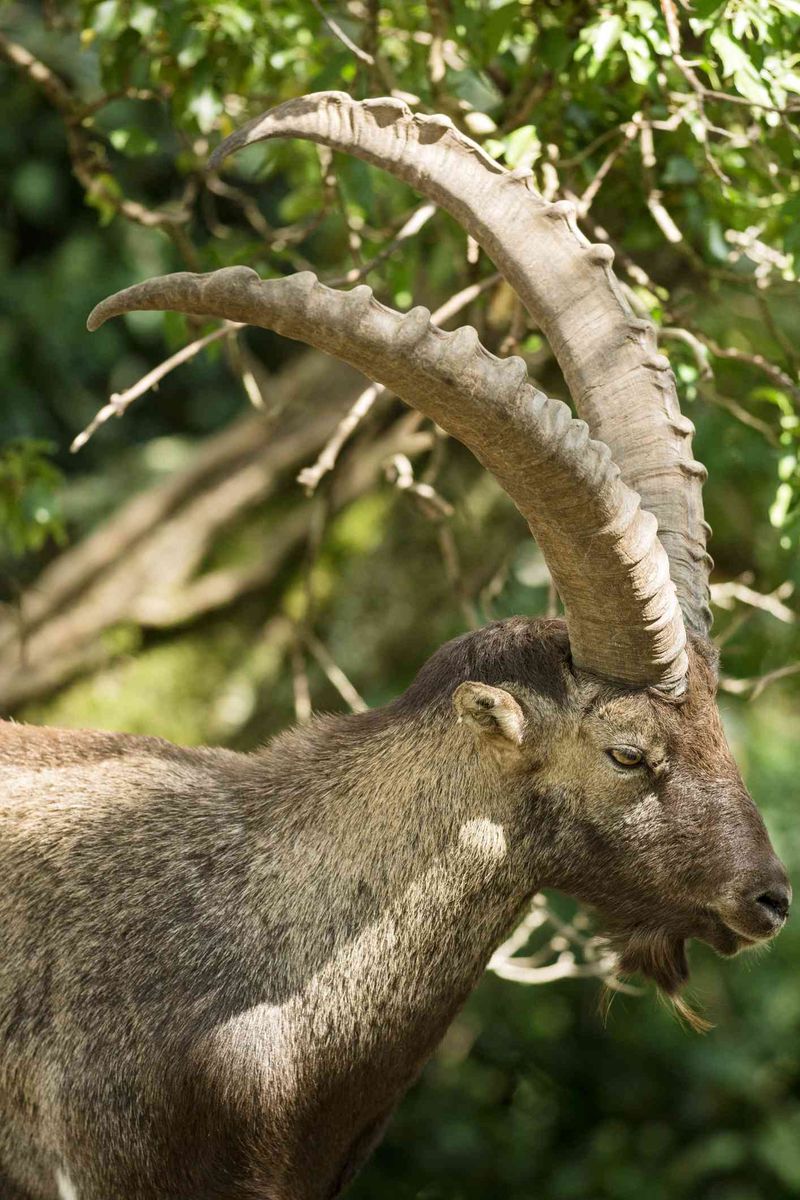 Pyrenean Ibex