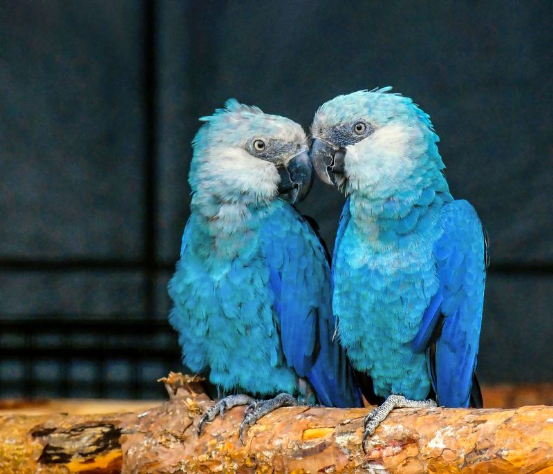 Spix's Macaw