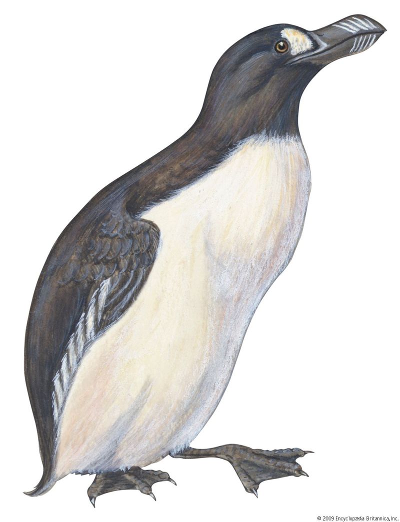 Great Auk