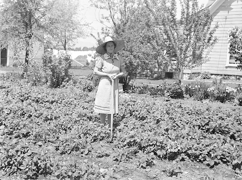 Farmers Thrived During the Depression