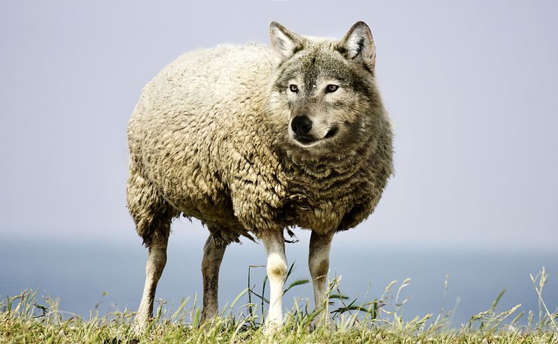 A Wolf in Sheep's Clothing