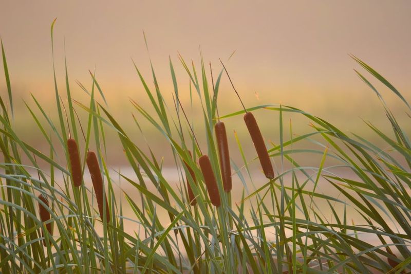 Cattail Roots