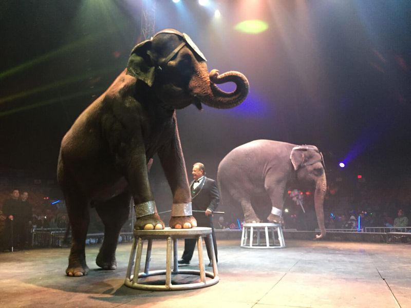 Circuses with Live Animals