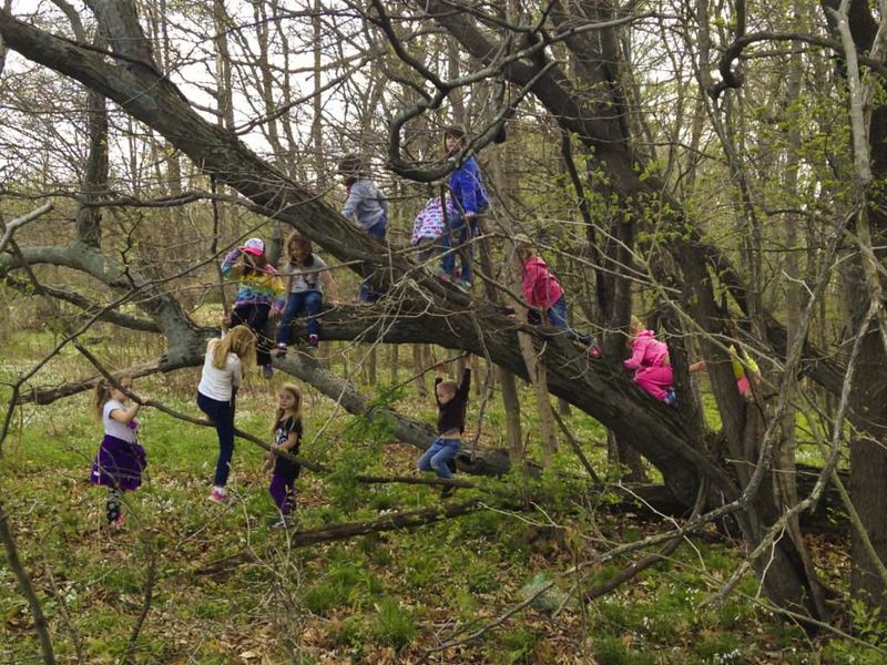 Climbing Trees