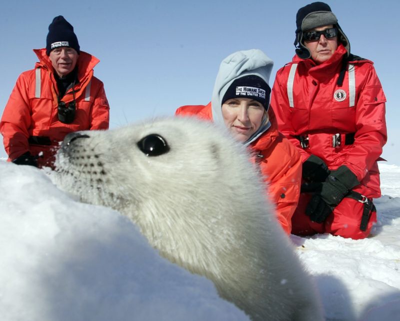 Clubbing of Baby Seals