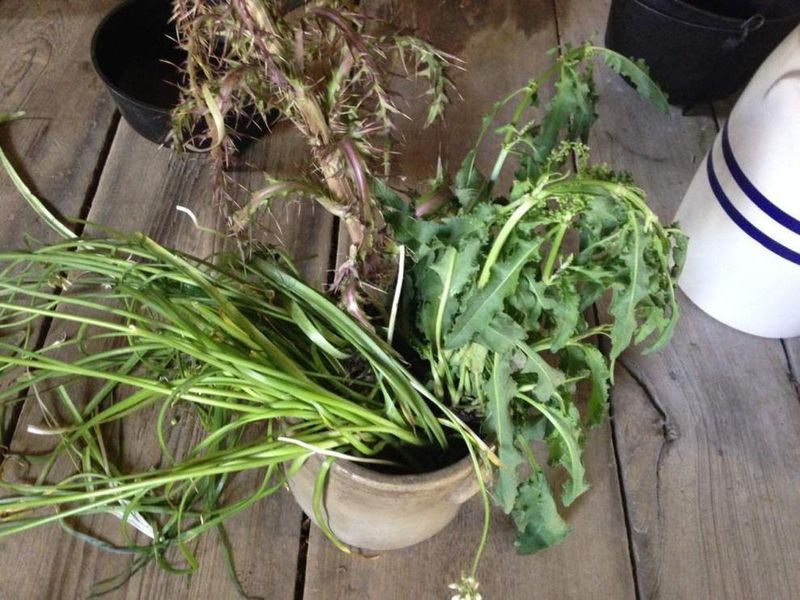 Dandelion Greens