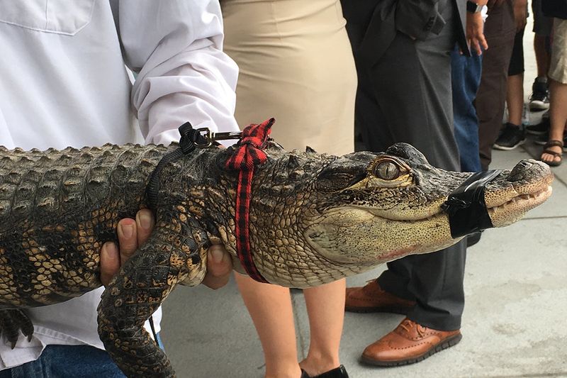 Exotic Pets