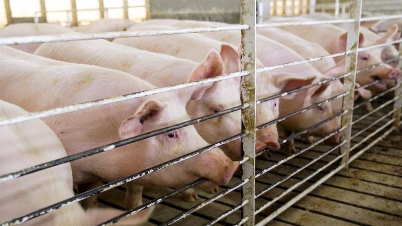 Factory Farming