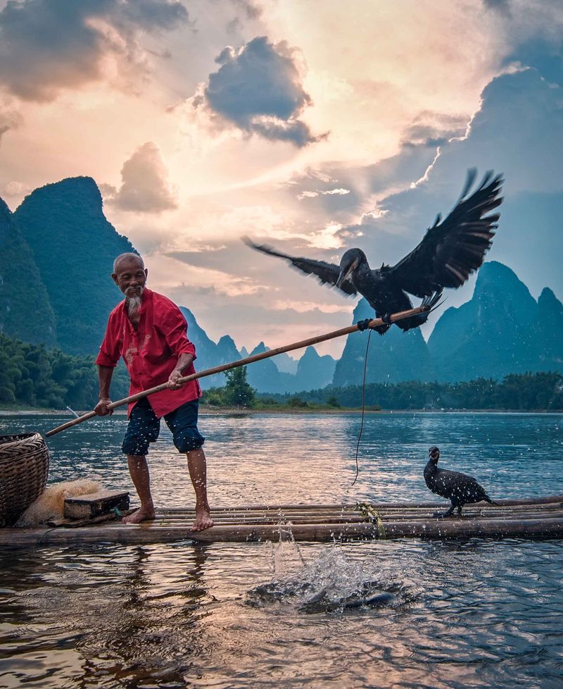 Fishing With Cormorants