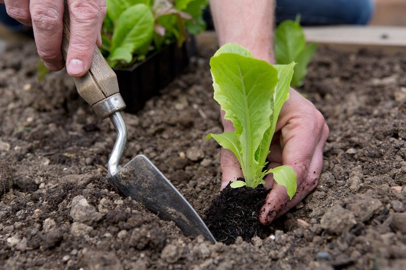 Gardening