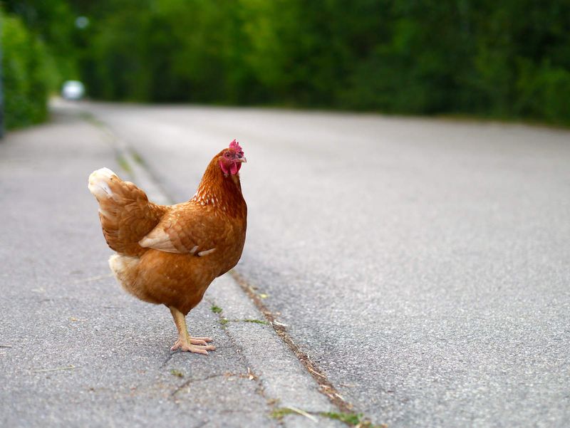 Georgia's Chicken Crossing Law