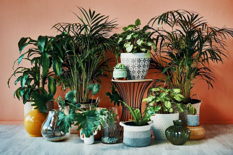 Indoor Plants