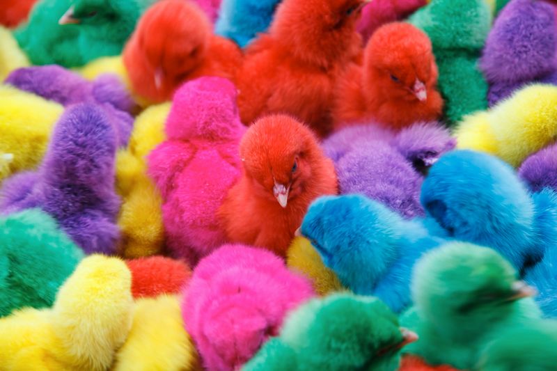 Kentucky's Colored Chicks Law