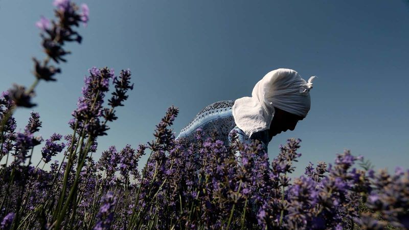 Lavender for Relaxation