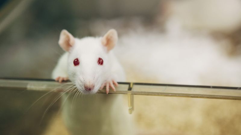 Live Animal Testing