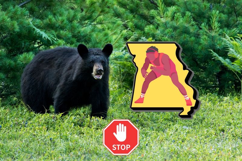 Missouri's Bear Wrestling Law