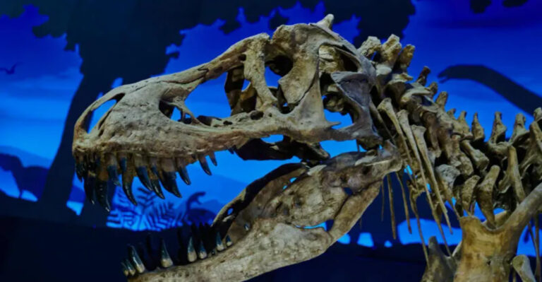 Mystery of the Ages: Huge Dinosaur Skull Discovered, Leading Scientists to Identify a Never-Seen Species