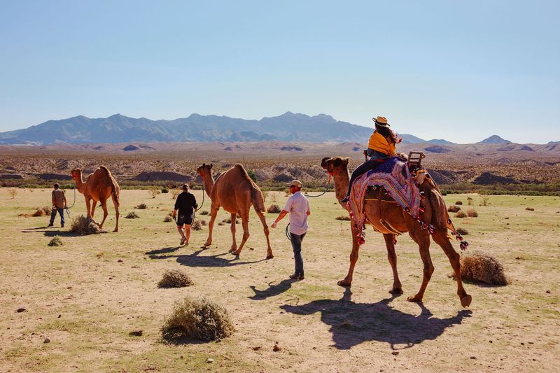 Nevada's Camel Law