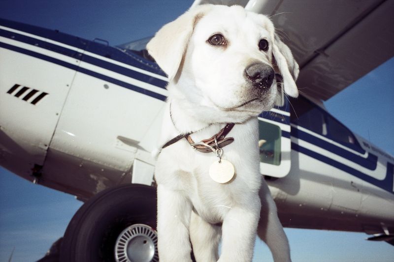 No Restrictions on Carrying Live Animals