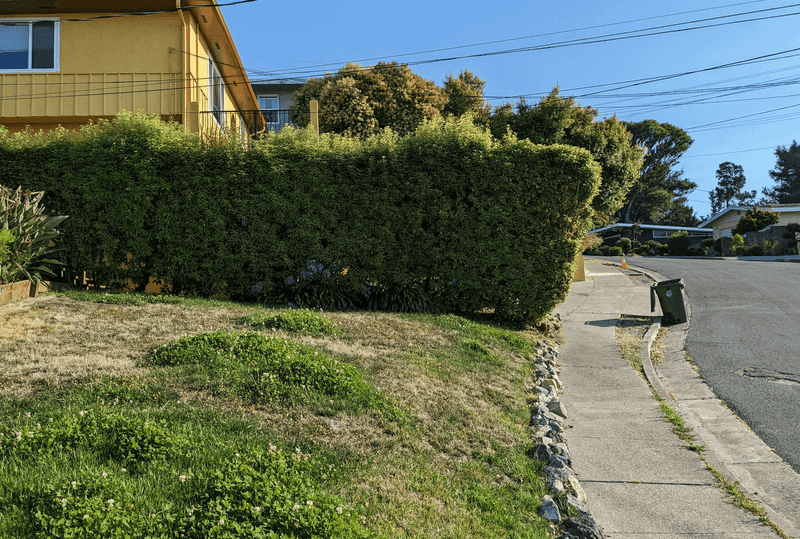 Overgrown Hedges