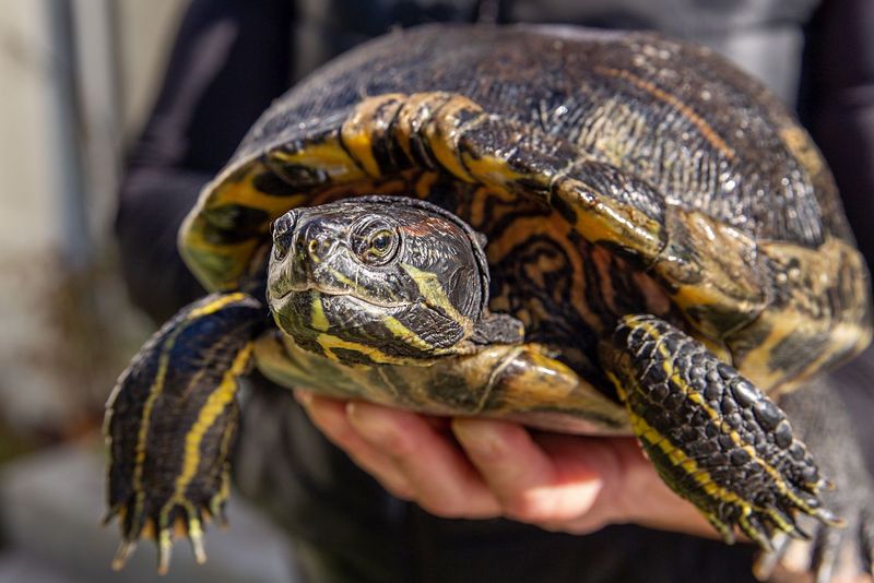 Pet Turtles