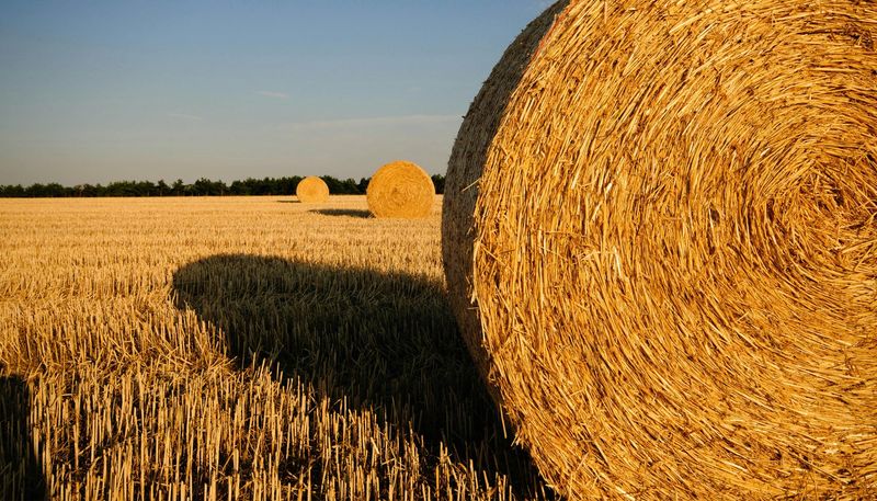 The Smell of Fresh Hay