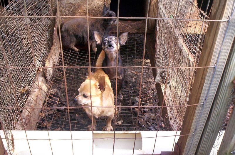 Puppy Mills