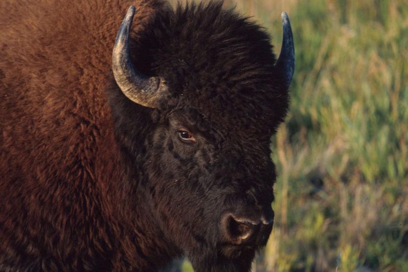 The Bison's Secret Role In Settler Survival