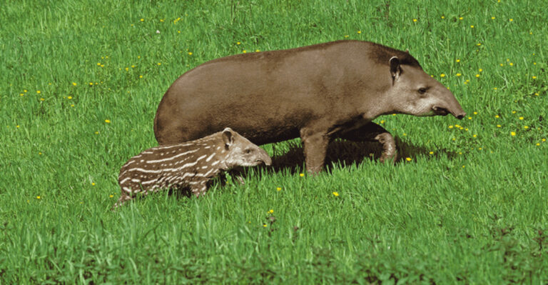 The Comeback of the Century: Largest Continental Mammal Found After More Than 100 Years