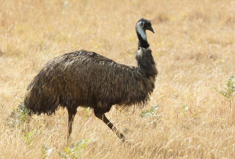 The Great Emu War Cover-Up