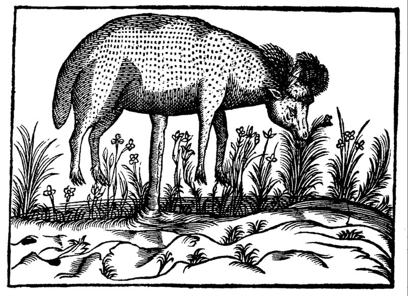The Vegetable Lamb of Tartary