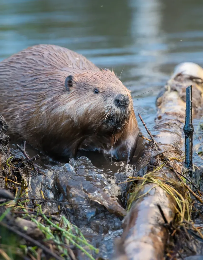 The Wild West's Unexpected Architects: Beavers