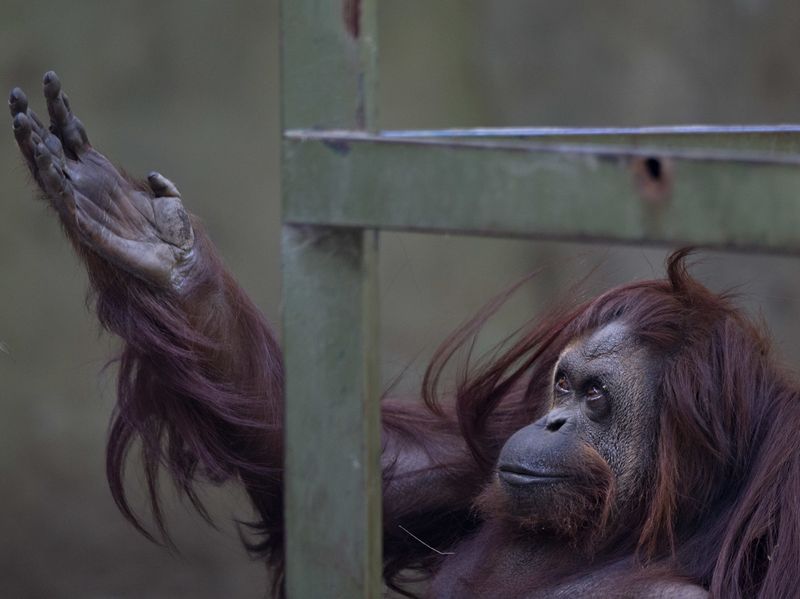 Zoos