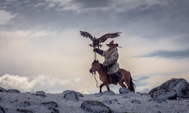 Mongolian Nomad's Falcon