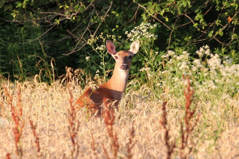 Wildlife Encounters