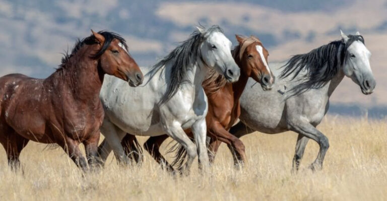 15 Incredible Ways Wild Mustangs Have Thrived for Centuries in North America