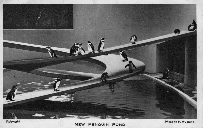 1931 - A Unique Attempt: Penguin Racing in London Zoo