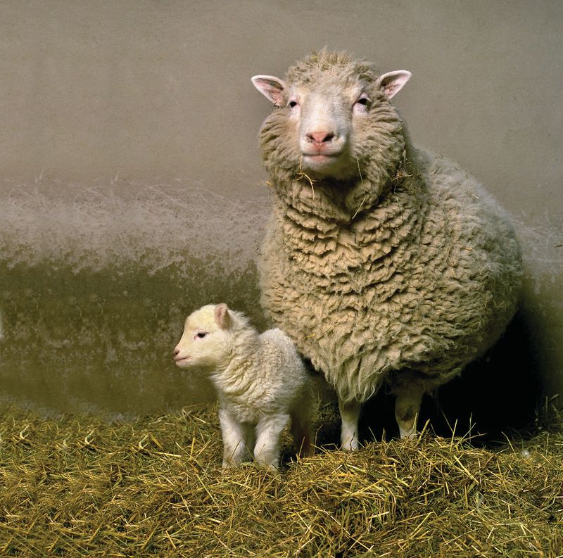 1997 – British Scientists Announce Cloning of Dolly the Sheep