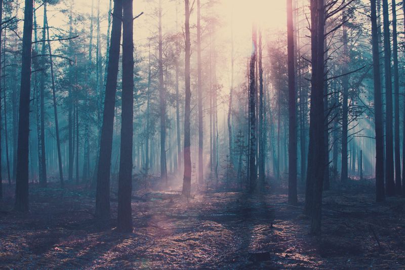 The Lost Trail