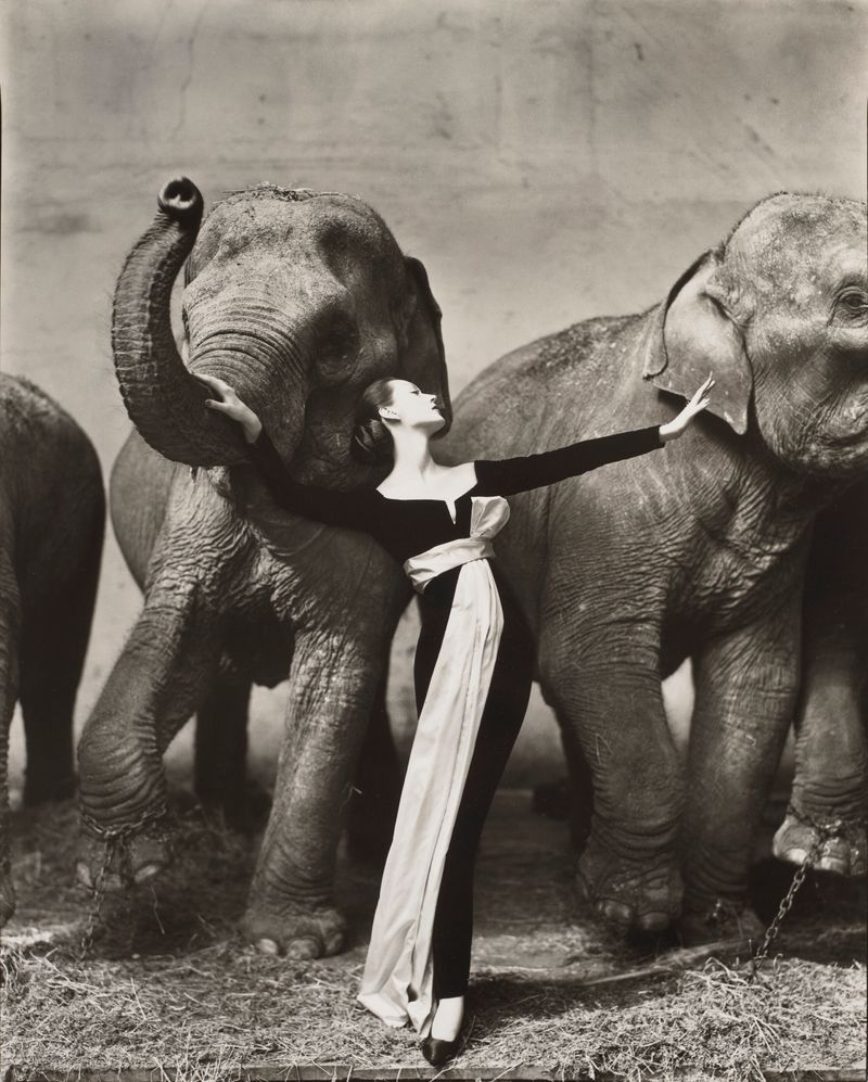 Dovima with Elephants