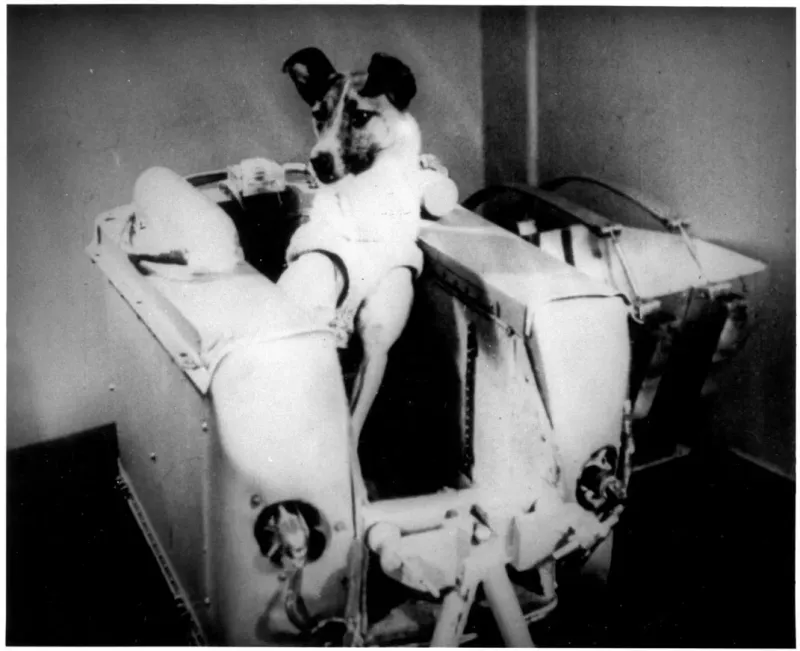 Laika, the First Animal in Space