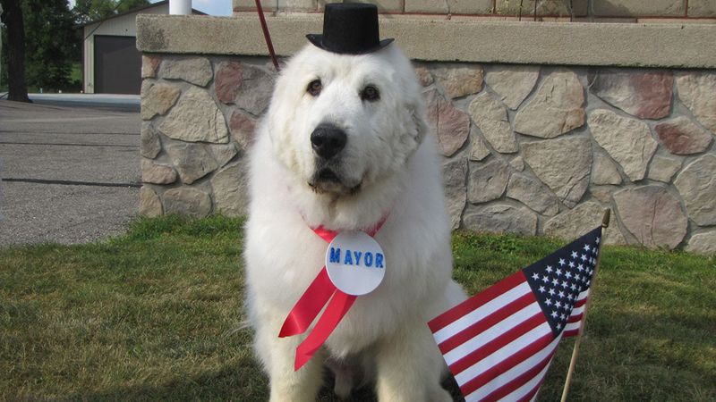 A Town Elected a Dog as Mayor—Multiple Times