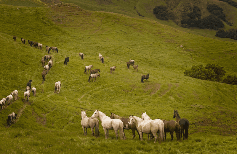 Adaptability to Harsh Climates