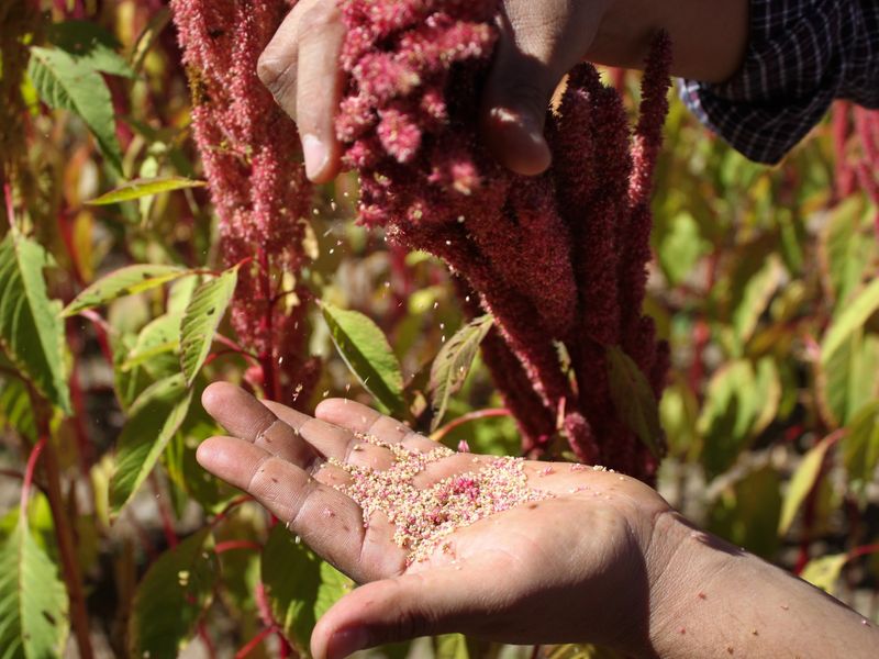 Amaranth