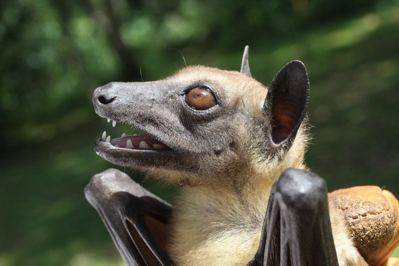 Bats Are Blind